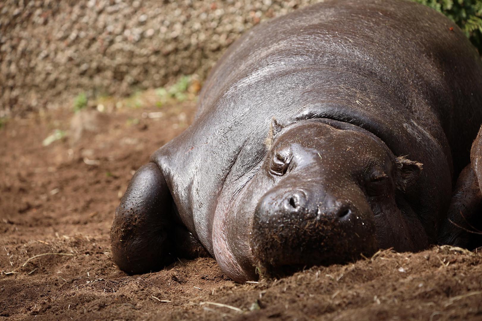 Pygmy hippo Otto asleep in the mud IMAGE: Laura Moore 2021